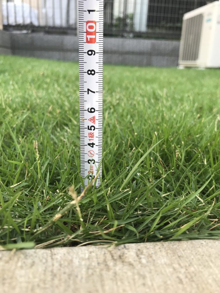 芝刈り前の芝アップ、メジャーあり。草丈30〜40mmくらい。