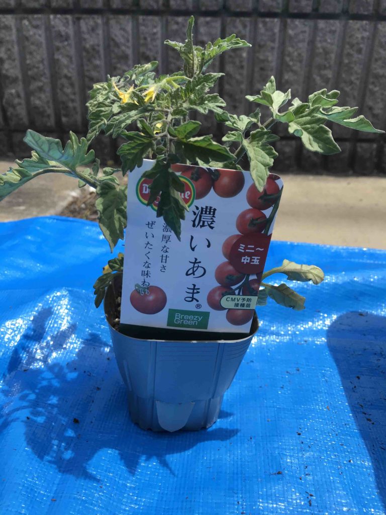 購入したミニトマトの苗